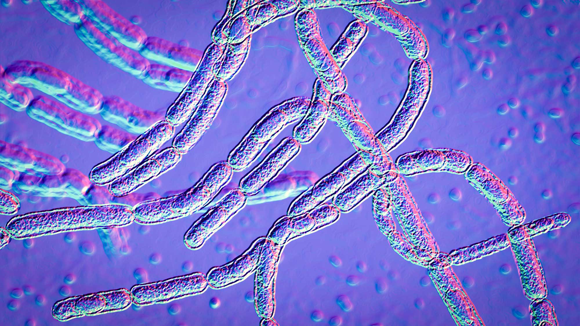 Anthrax Bacillus Anthracis Bertin Environics 1720
