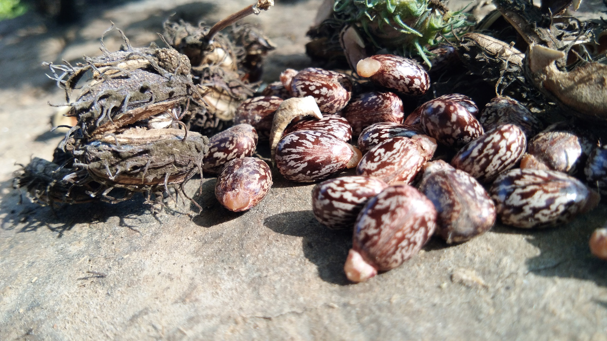 castor bean poison